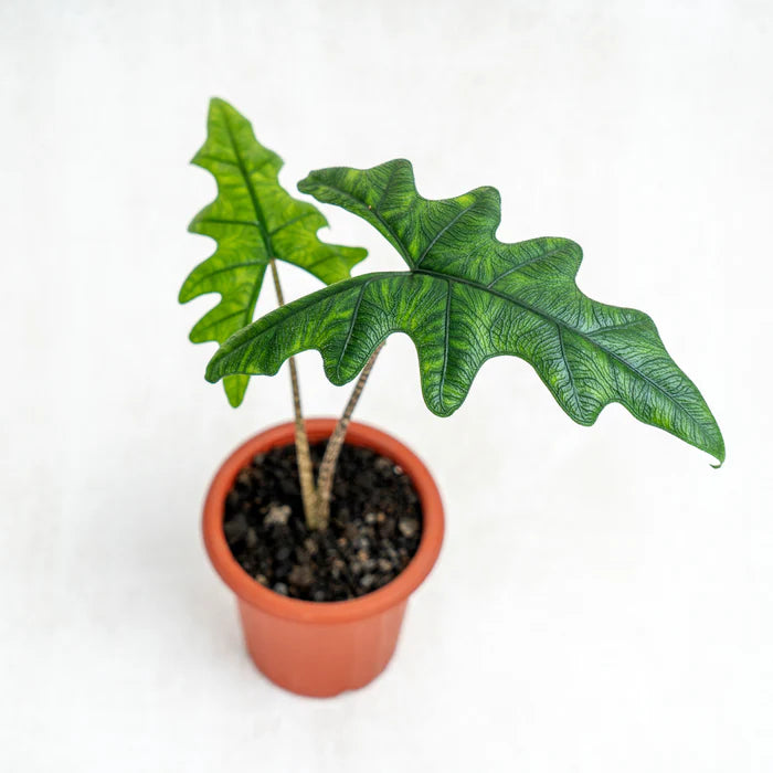 Alocasia jacklyn