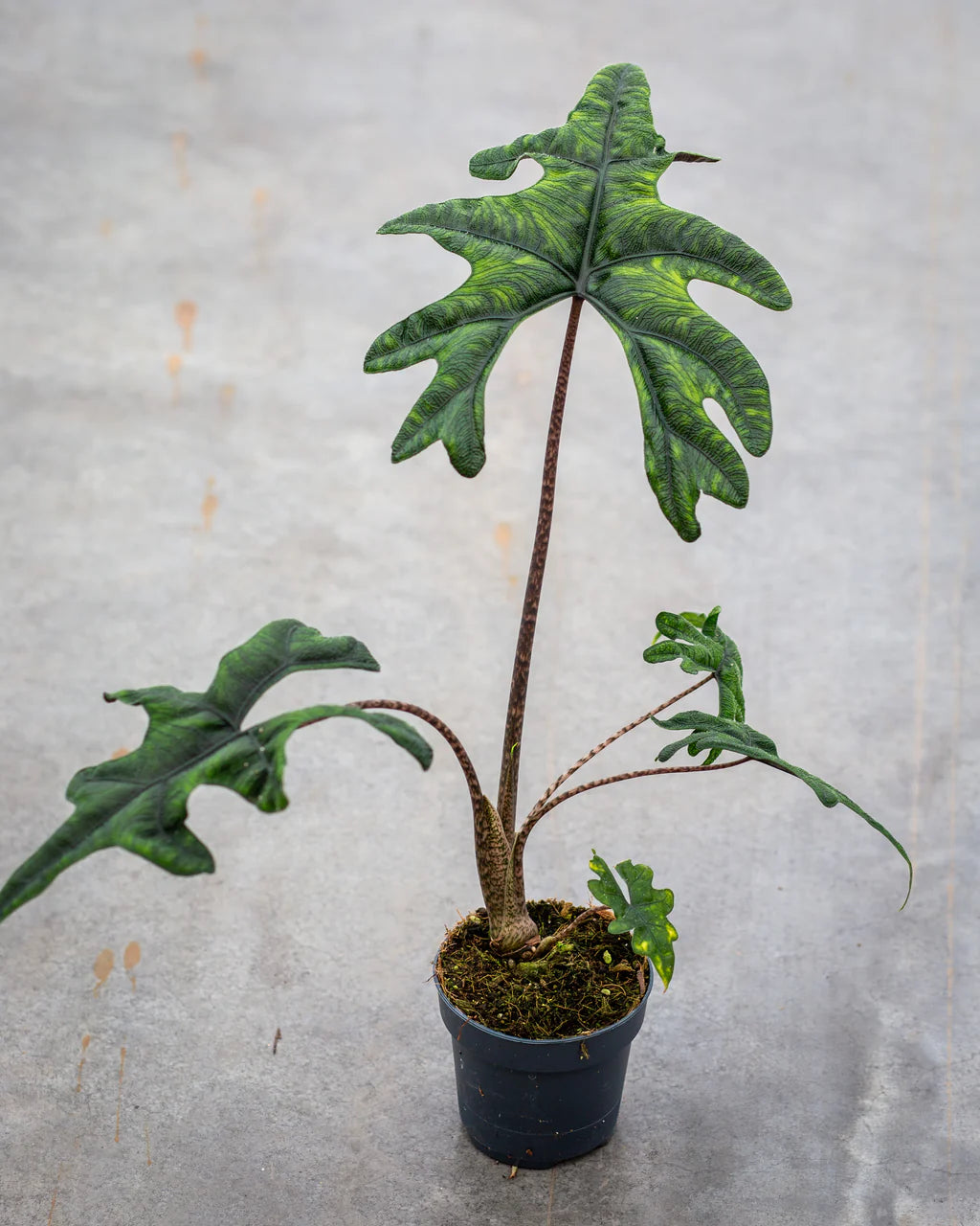 Alocasia jacklyn