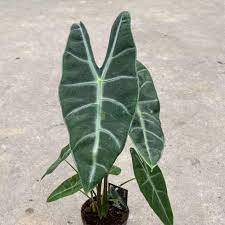 Alocasia longiloba