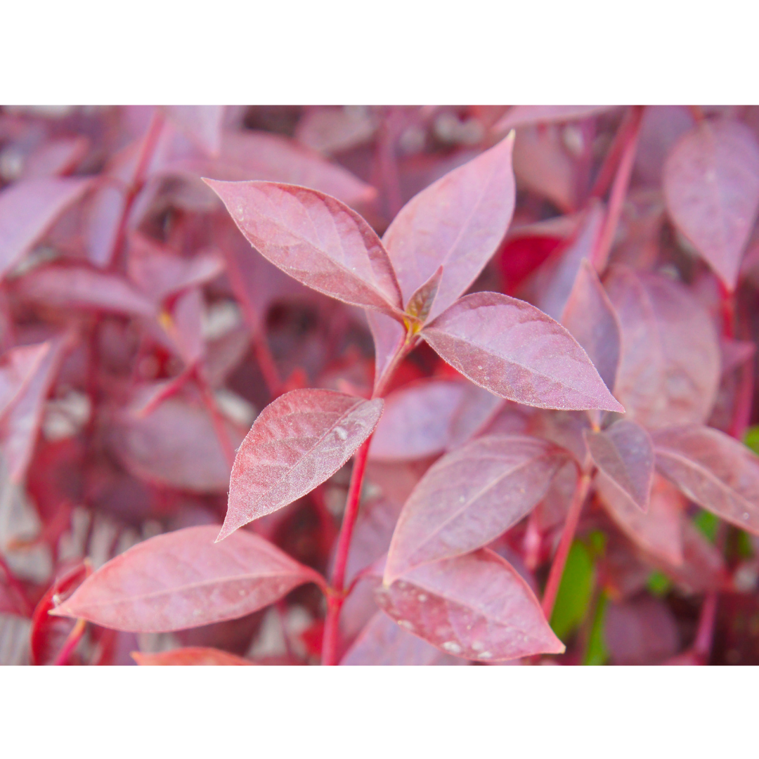 Alternanthera Red