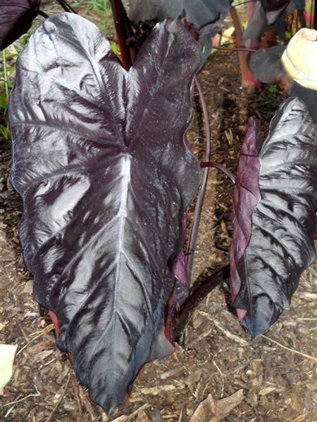 Colocasia Electric Blue