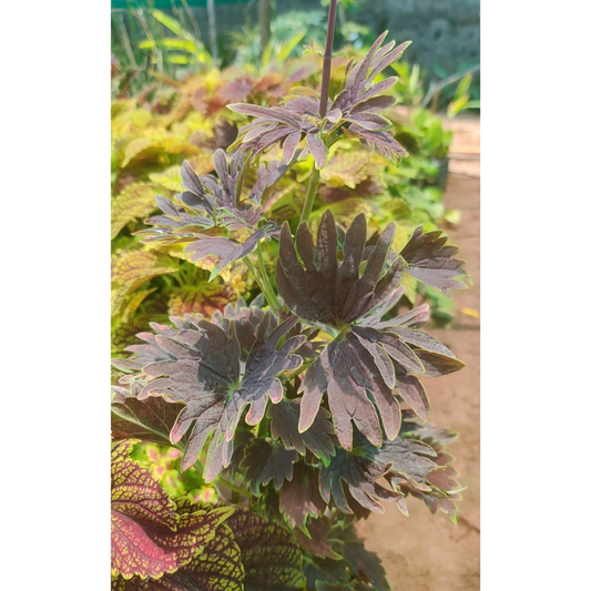 Coleus