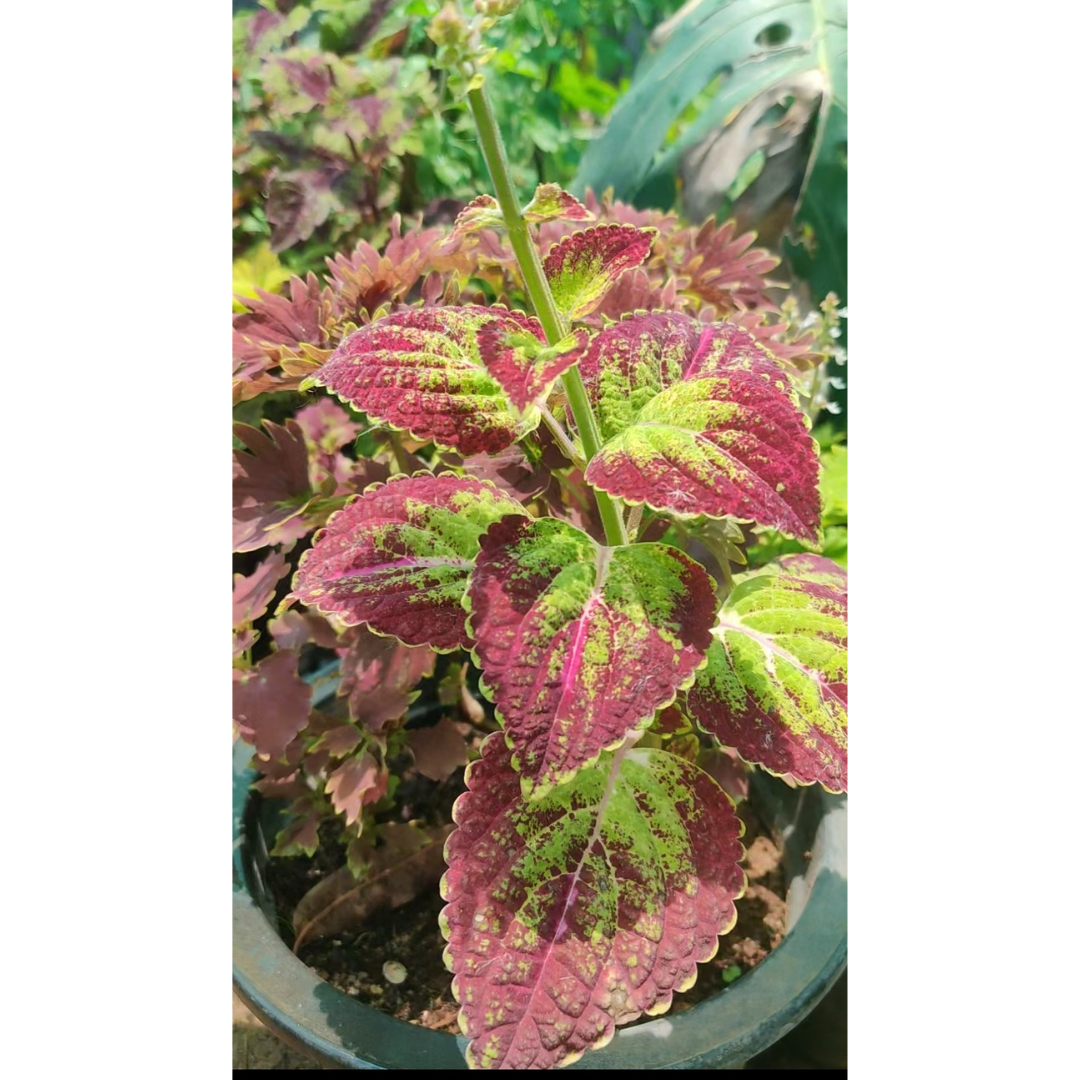 Coleus