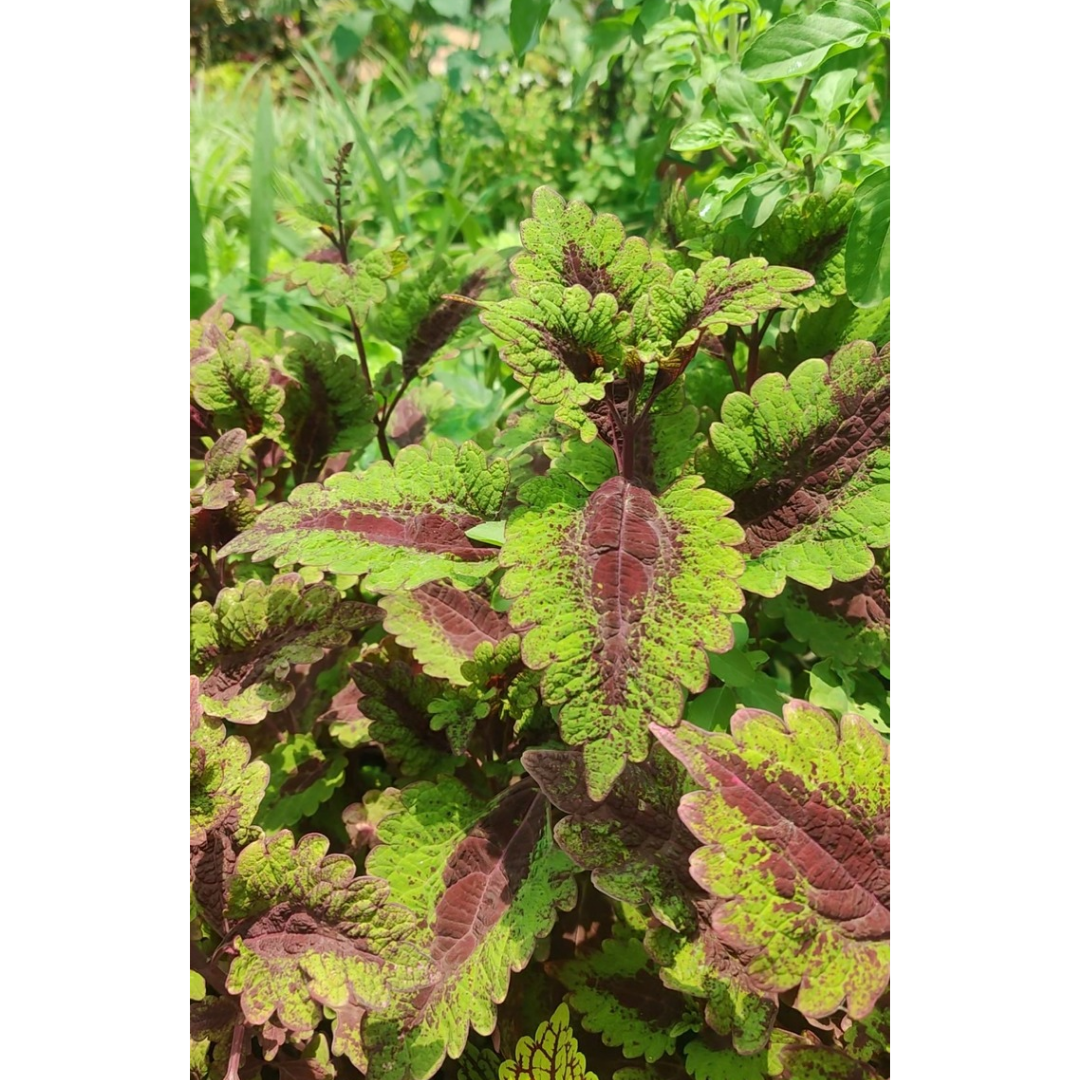 Coleus