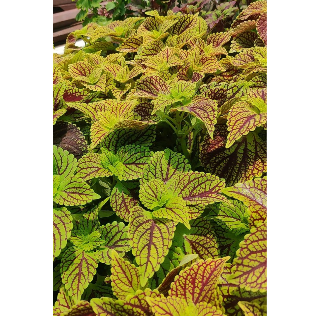 Coleus