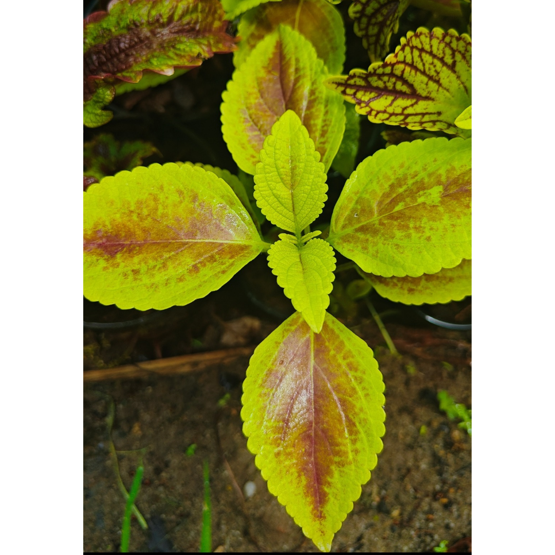 Coleus