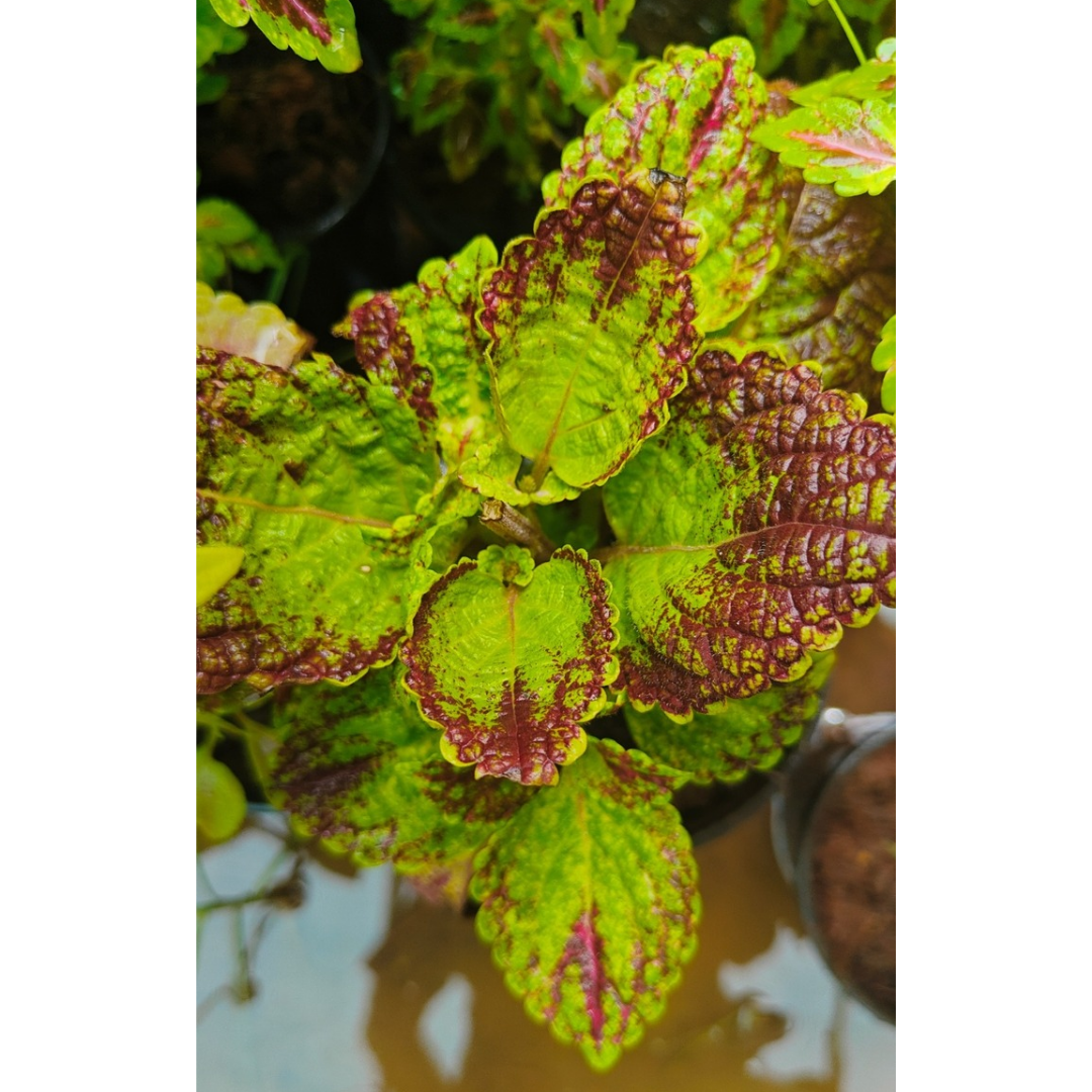 Coleus