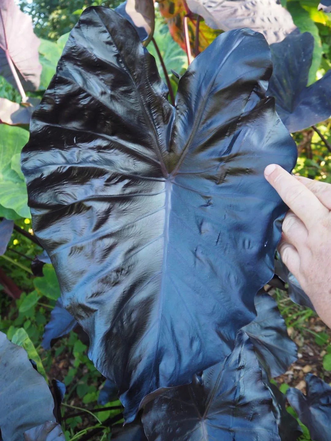 Colocasia Electric Blue