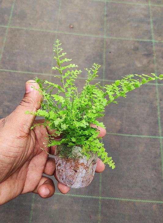 Cotton Candy Fern