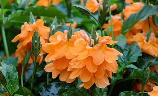 Crossandra