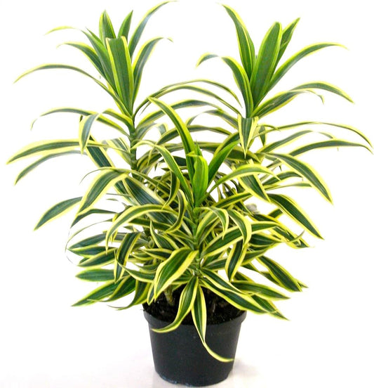 Dracaena Song of India