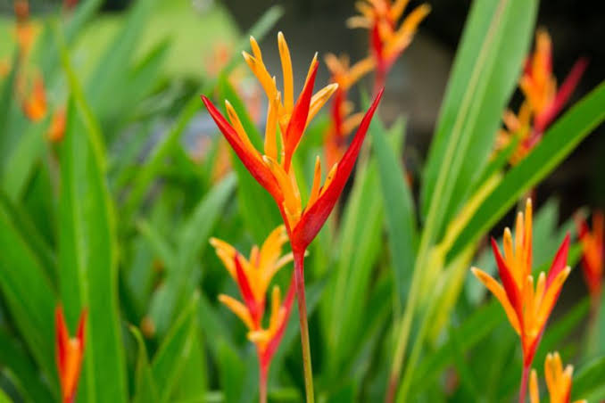 Heliconia Psittacorum Varigated