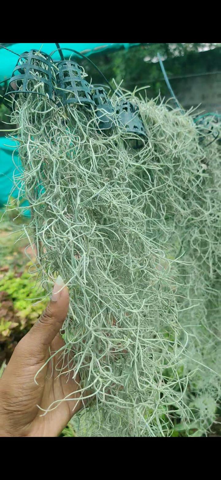 Air Plant Spanish Moss