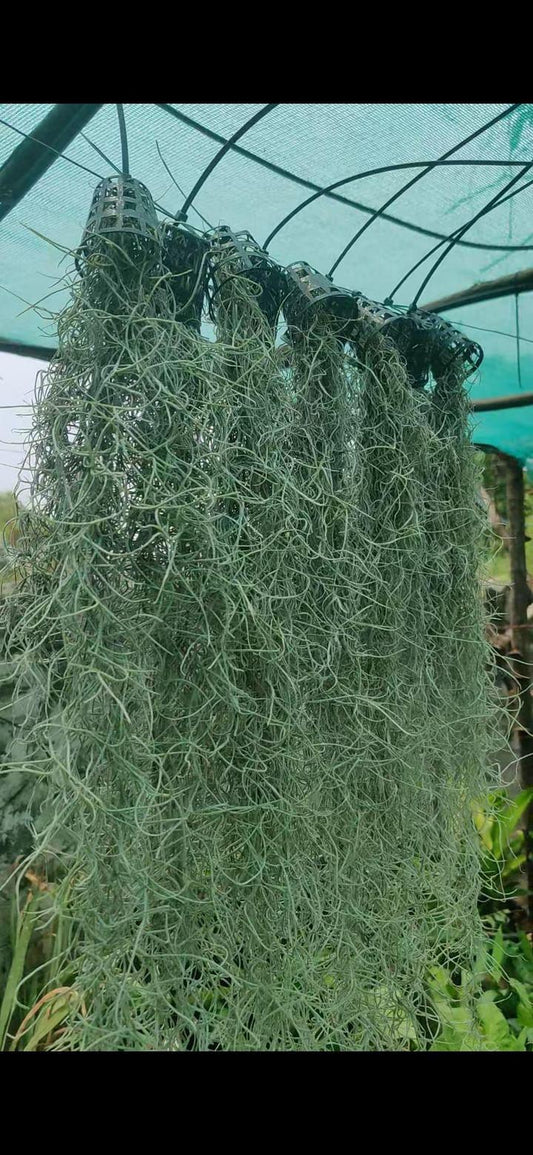 Air Plant Spanish Moss