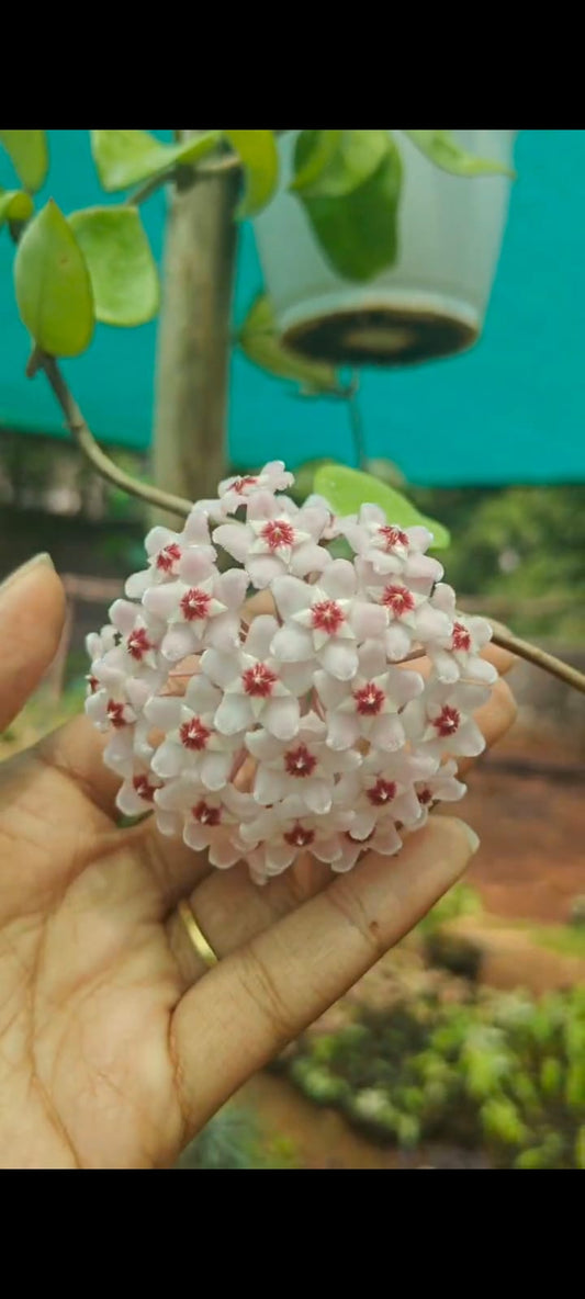 Hoya globulosa