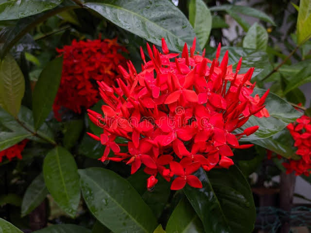 Ixora Hybrid