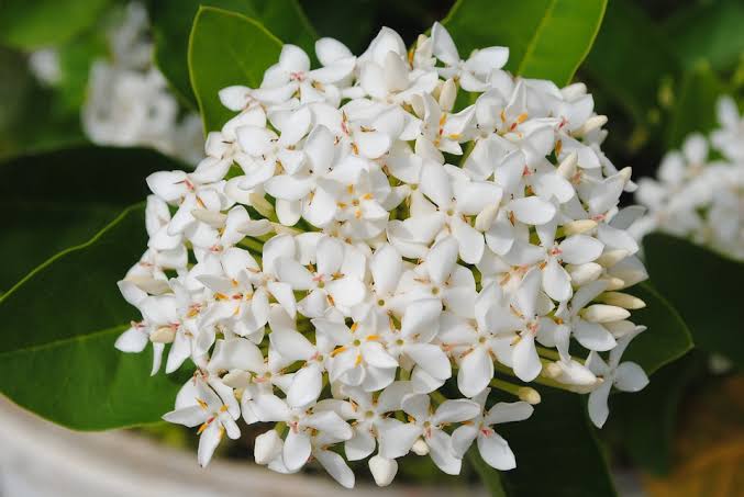 Ixora Hybrid