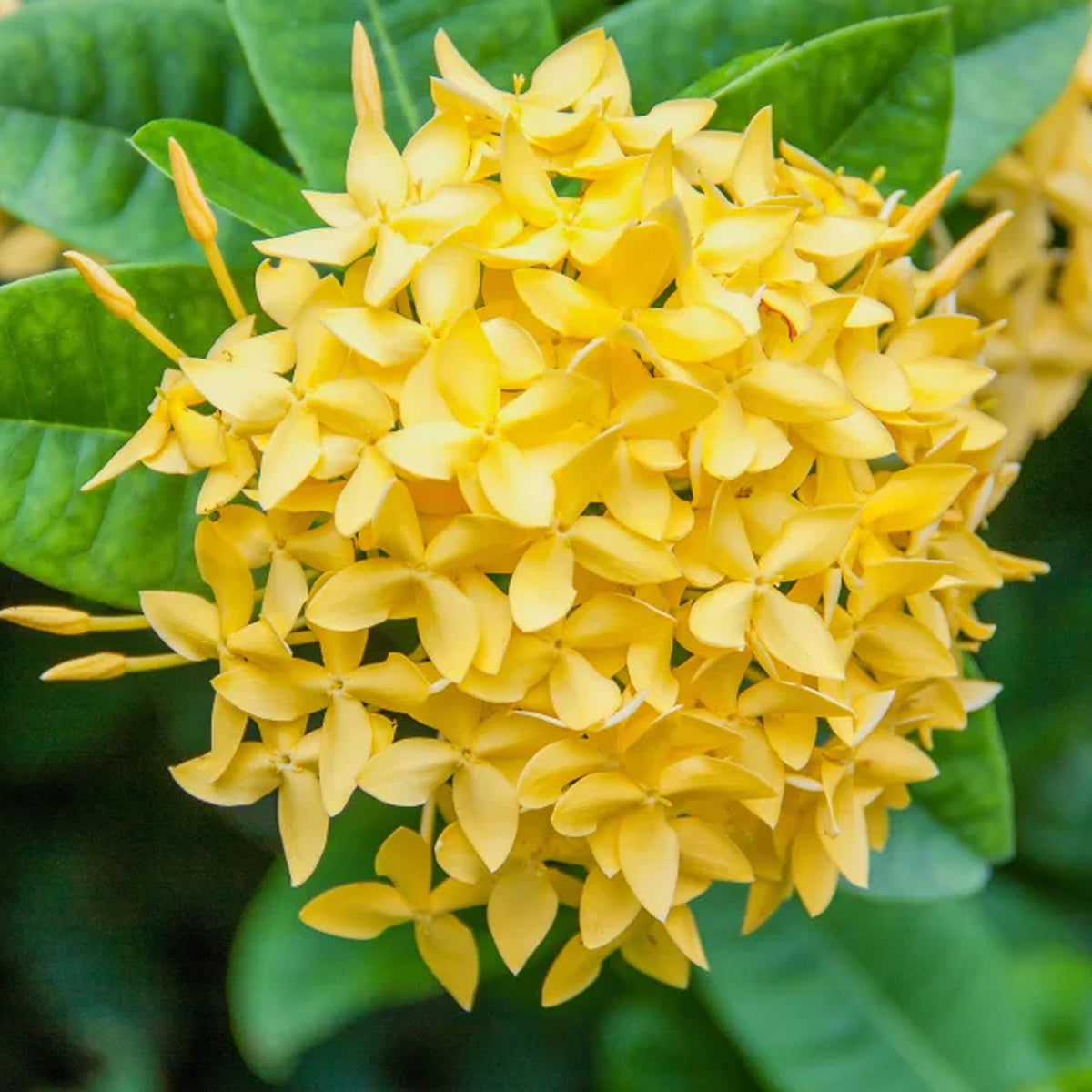 Ixora Hybrid