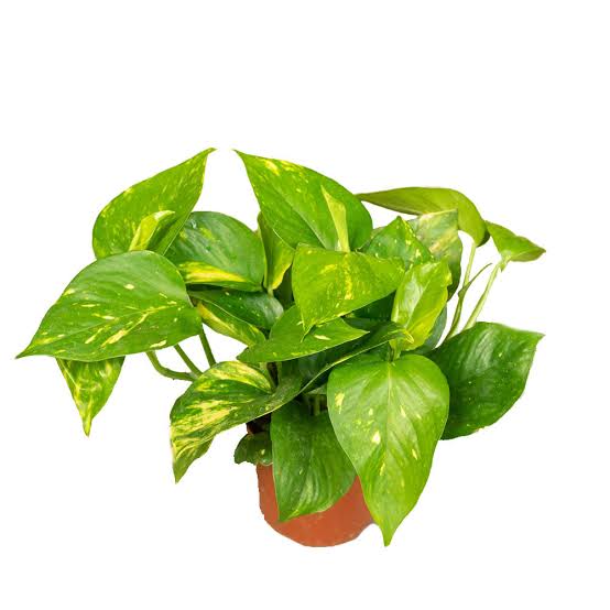 Money Plant Green