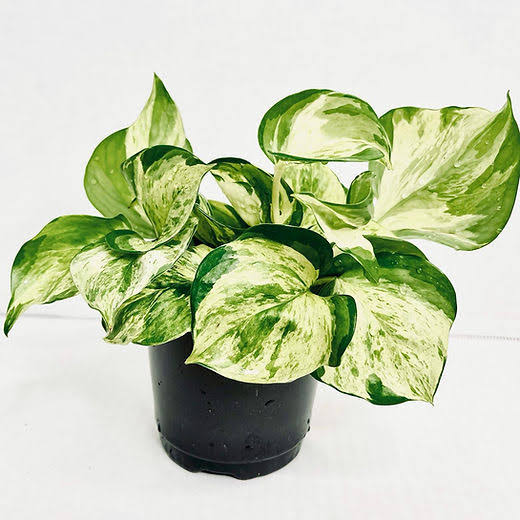 Manjula Pothos