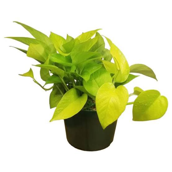 Neon Pothos/ Golden Pothos