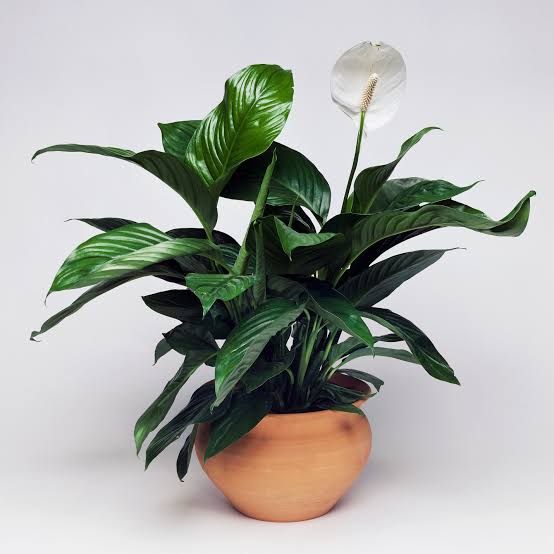 Peace Lily/ Spathiphyllum sensation