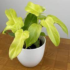 Philodendron Golden Violin