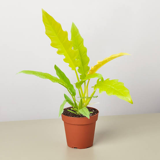 Philodendron Ring of fire gold