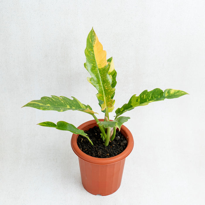 Philodendron Ring of fire variegated