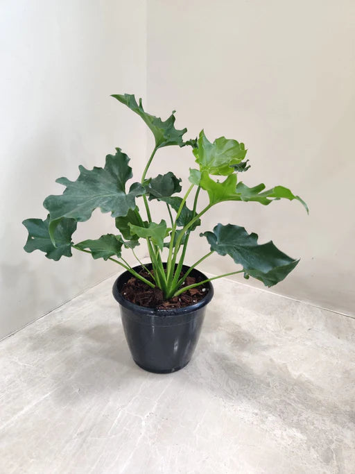 Philodendron selloum