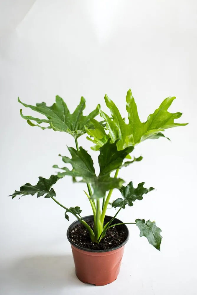 Philodendron selloum