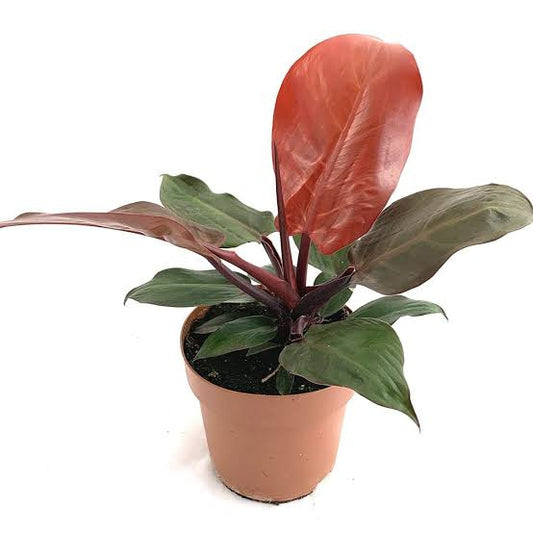 Philodendron Cherry Red