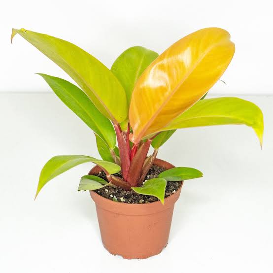 Philodendron prince of Orange