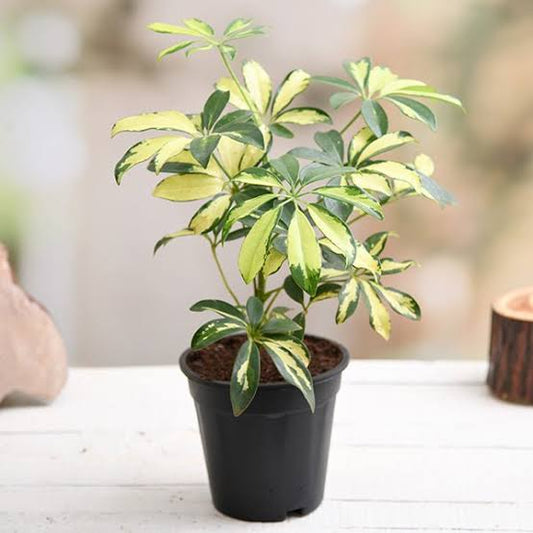 Schefflera variegated