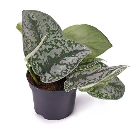 Scidapsus Satin pothos