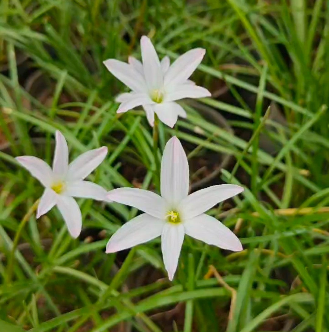 Zephyranthes Rain Lily (Set of 10 Bulbs)