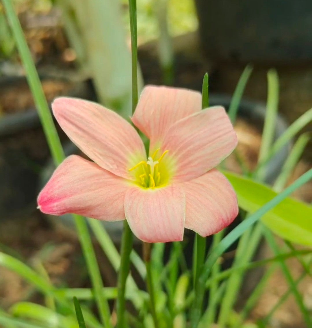 Zephyranthes Rain Lily (Set of 10 Bulbs)