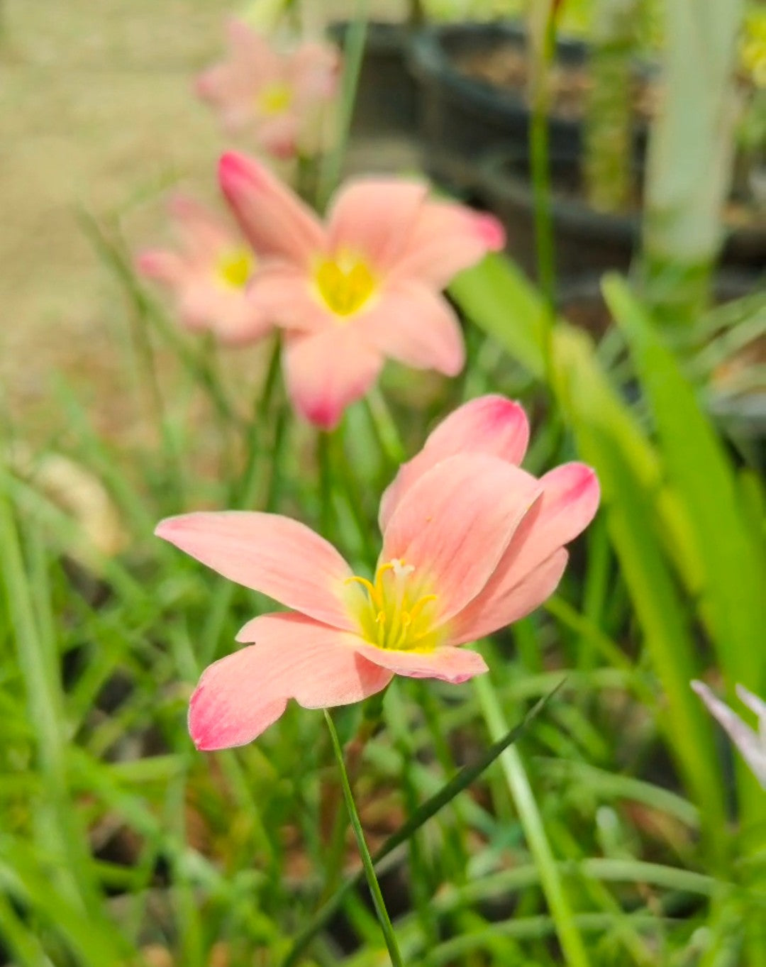 Zephyranthes Rain Lily (Set of 10 Bulbs)