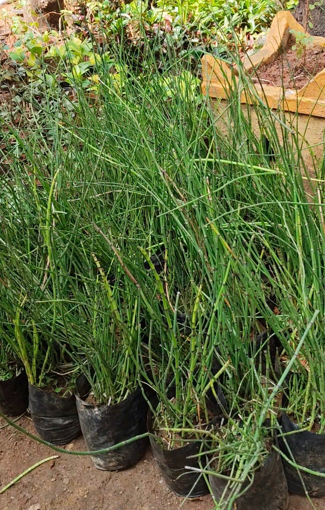 Water Bamboo Equisetum