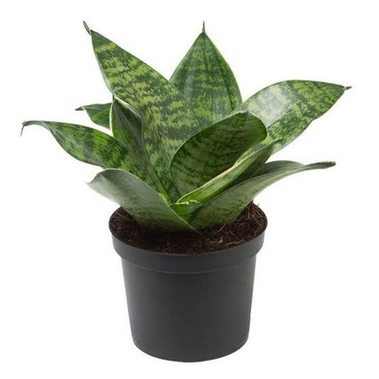 Snake plant green