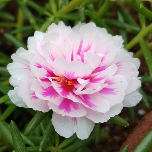 Portulaca/ Table Rose (assorted pack of 3 plants bare rooted)