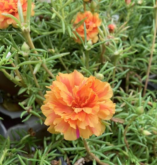 Portulaca/ Table Rose (assorted pack of 3 plants bare rooted)