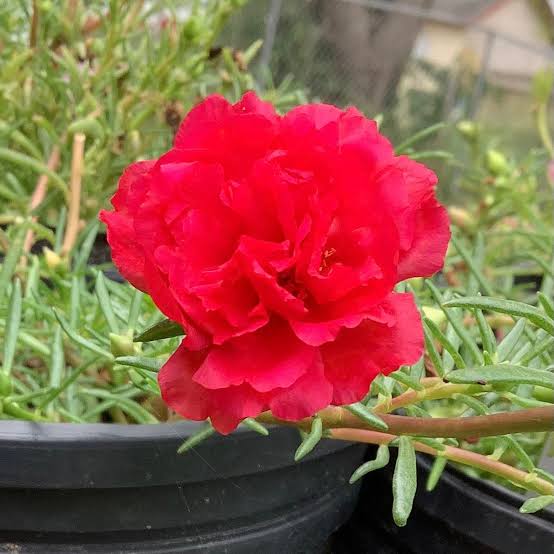 Portulaca/ Table Rose (assorted pack of 3 plants bare rooted)