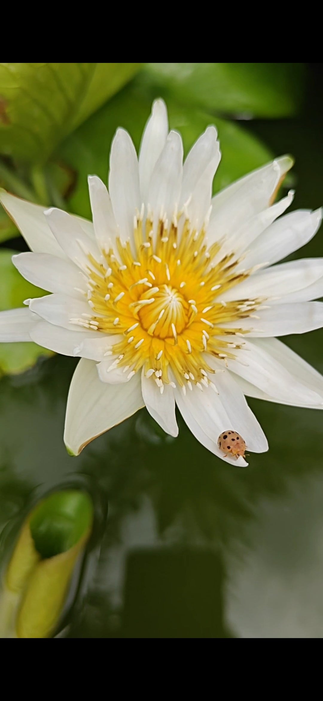 Water Lily (Assorted colour) Surprise Pack