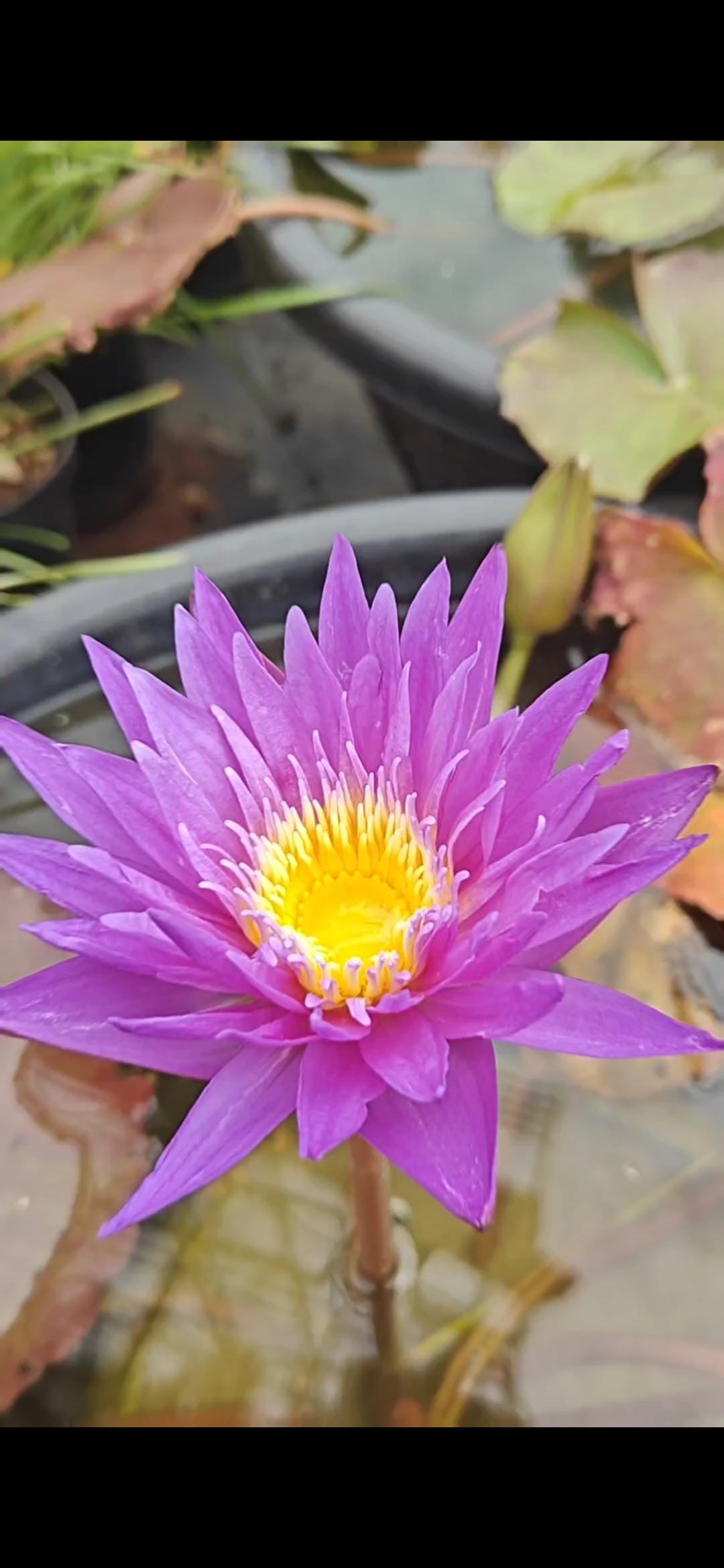 Water Lily (Assorted colour) Surprise Pack