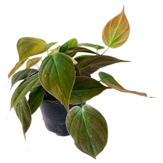 Philodendron oxycardium micans