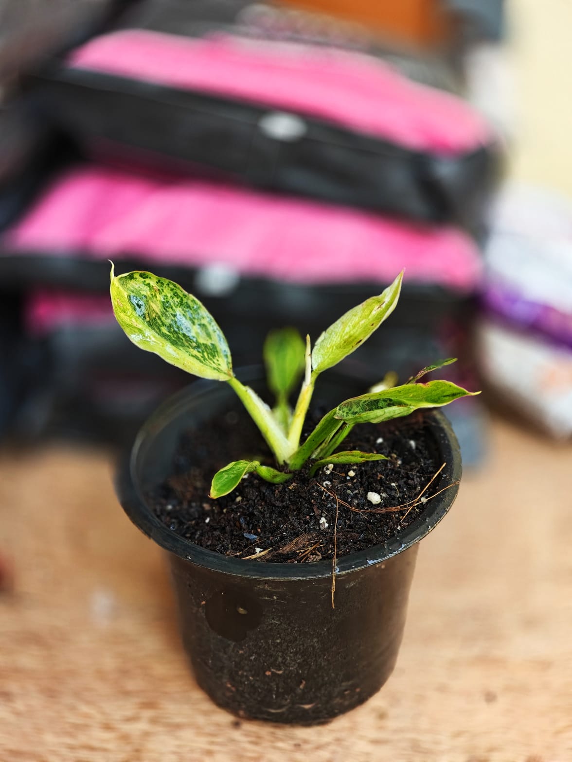 Philodendron Jose Buono