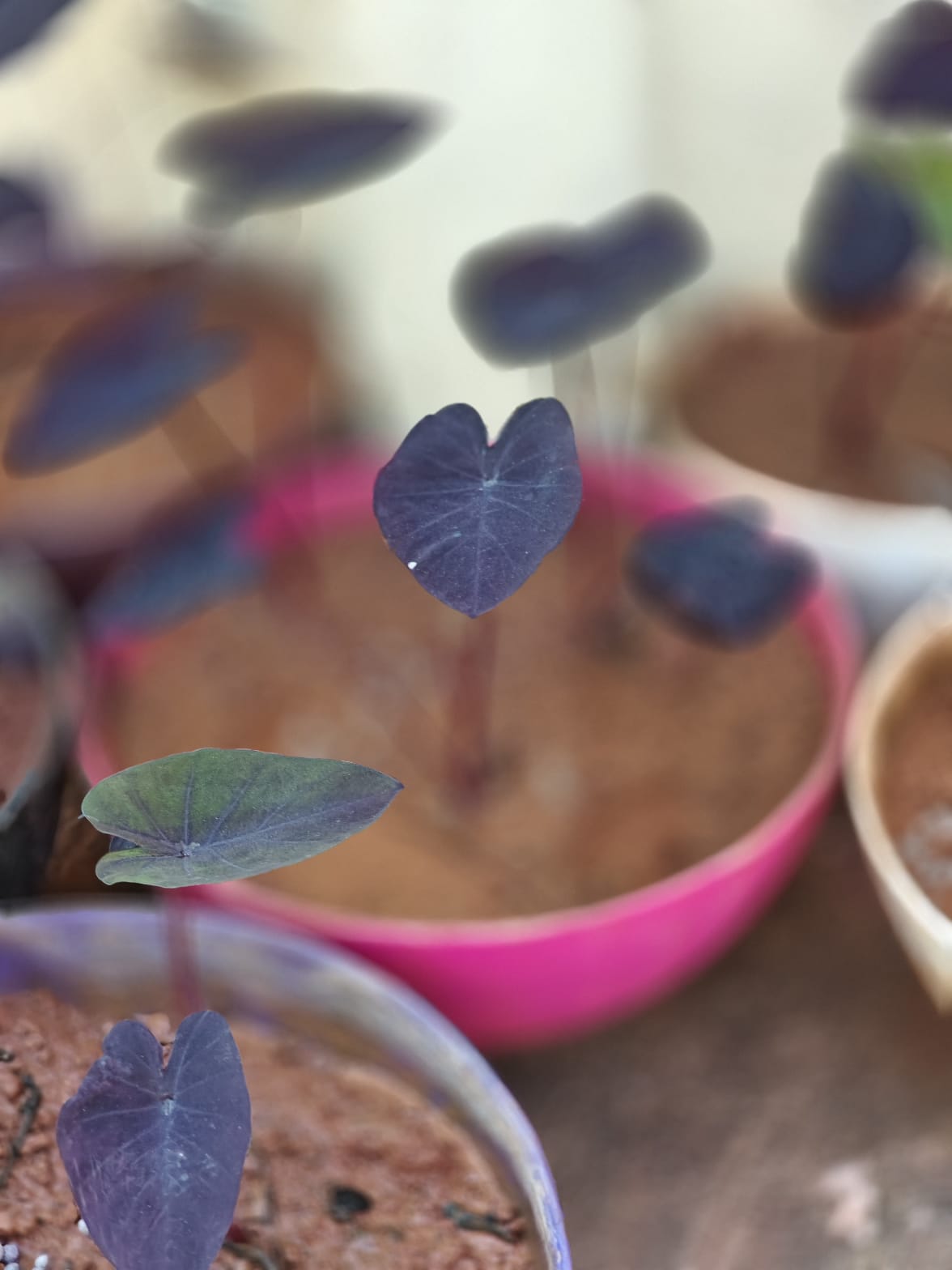 Colocasia Electric Blue