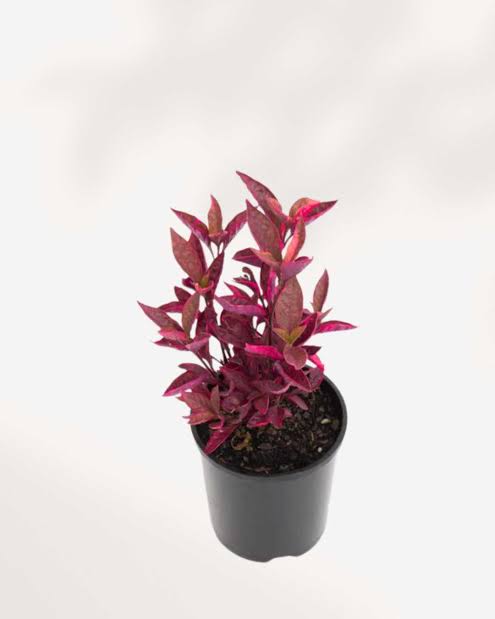 Alternanthera Red