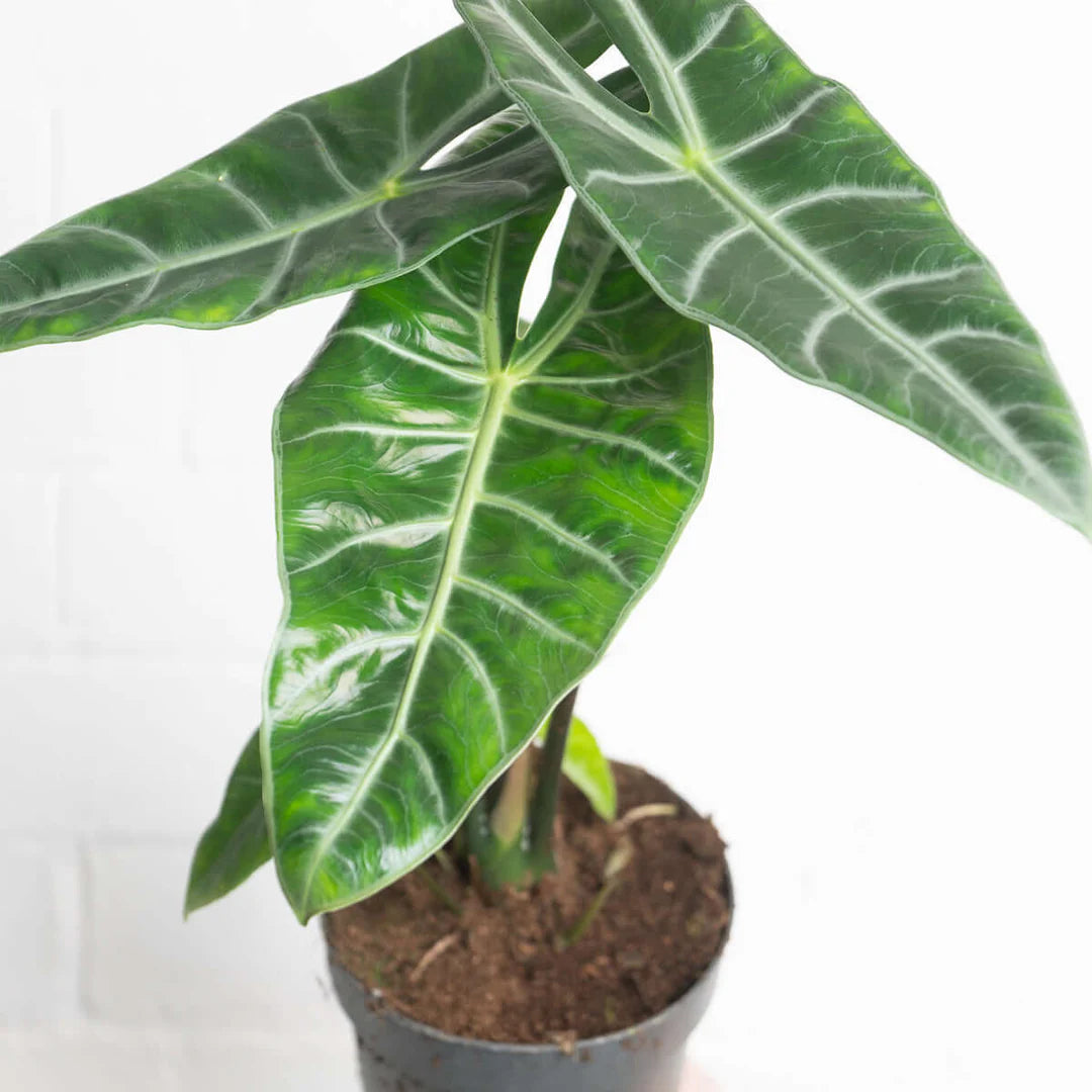 Alocasia longiloba